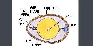 鸡蛋的结构是什么样的?
