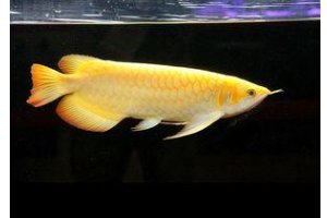 关于小区封闭市民杀自养金龙鱼做菜一事，你有何看法？