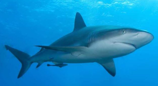 世界上最漂亮的鲨鱼是哪个品种的？它长什么样子？
