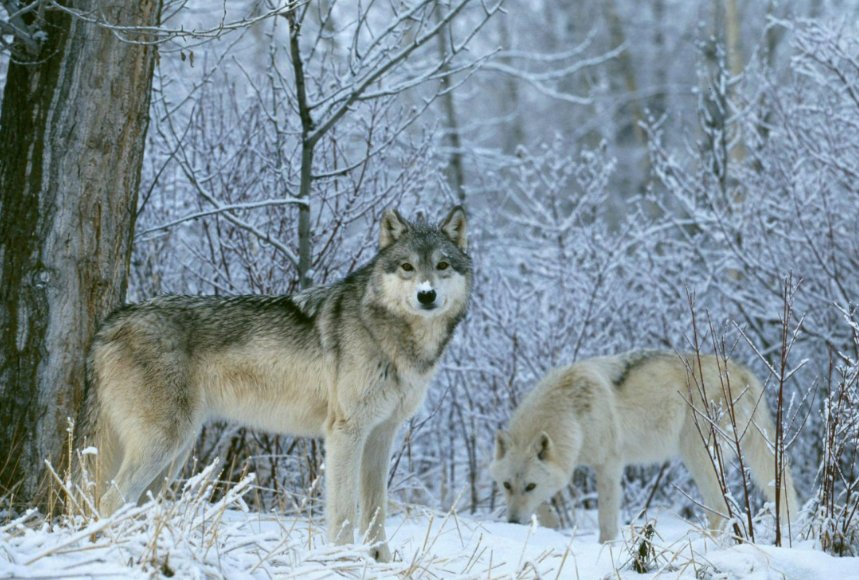十大最强狼王排名