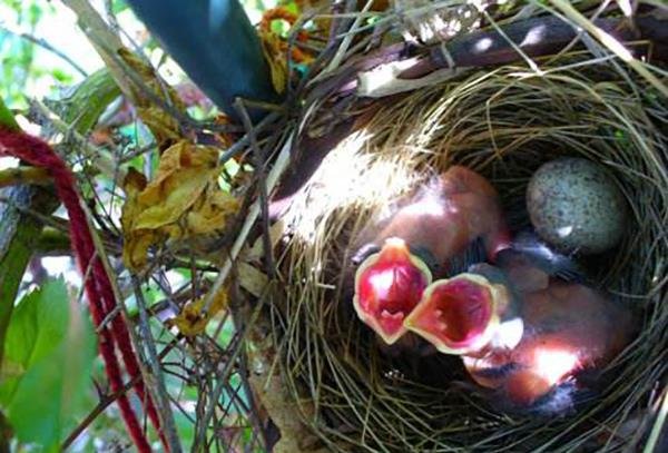 家禽刚出壳就能活动，鸟类为何需要抚育一段时间？