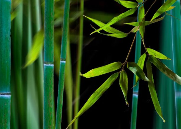 梅兰竹菊各自的寓意是什么？