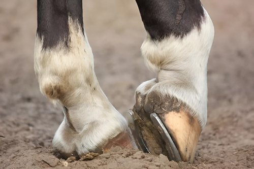 马蹄其实是马的什么蚂蚁庄园