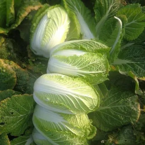 标价3238.7元!成都沃尔玛现天价白菜,这到底是怎么一回事?