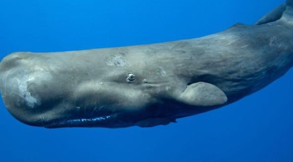 超10米长的鲸鱼在浙江海域搁浅,有关部门采取了哪些措施?