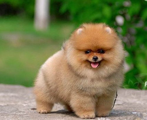 美系博美多少钱