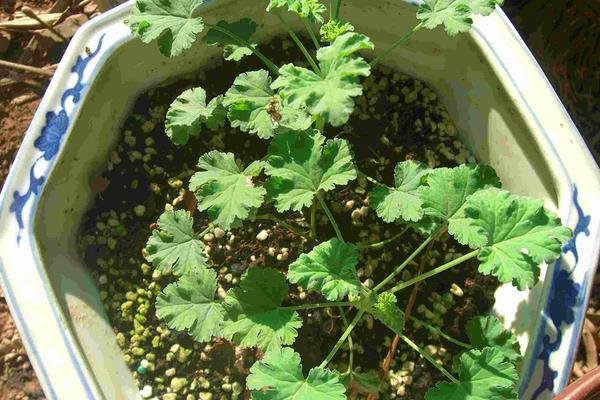 哪些木材可以驱除蚊虫？