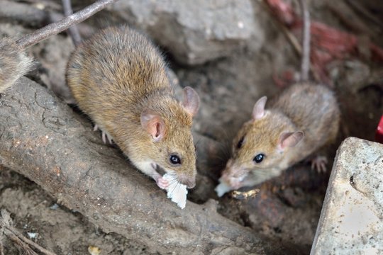 天下归一指什么生肖动物