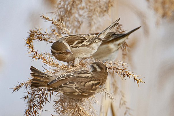 怎样使麻雀安静下来?脑筋急转弯