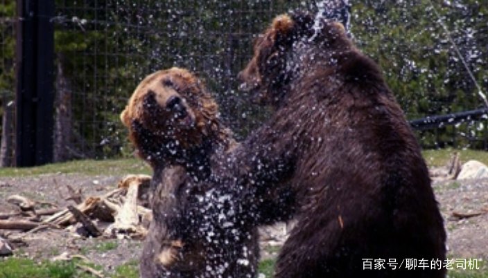 为什么狼不敢招惹老虎，却敢欺负比老虎更大的棕熊？