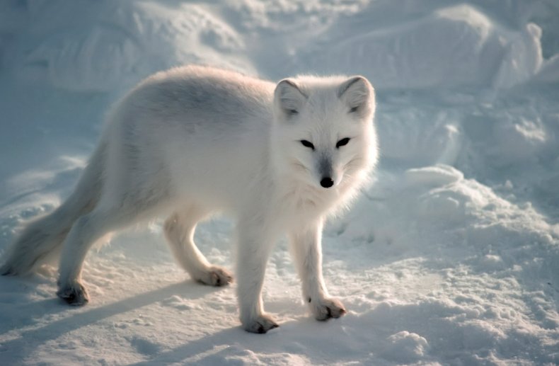 十大最强狼王排名