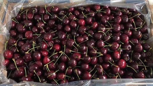 浙江多地车厘子价格跳水，造成此现象的原因是什么？