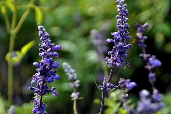 哪些木材可以驱除蚊虫？