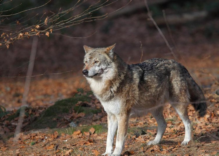 十大最强狼王排名