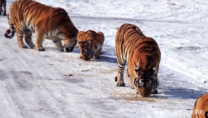 为什么狼不敢招惹老虎，却敢欺负比老虎更大的棕熊？