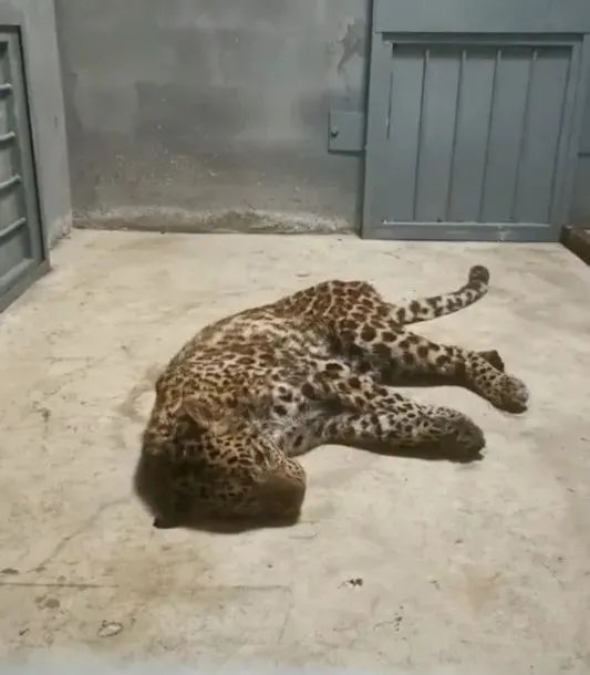 杭州“瞒豹案”一审宣判，此案中涉及了哪些法律问题？