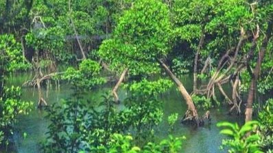 广西北海红树林大片消失，大树是如何消失的？