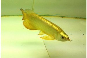 关于小区封闭市民杀自养金龙鱼做菜一事，你有何看法？