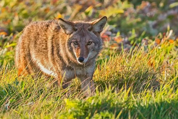 河北涿鹿县发现草原狼，这种草原狼的稀有程度是怎样的？