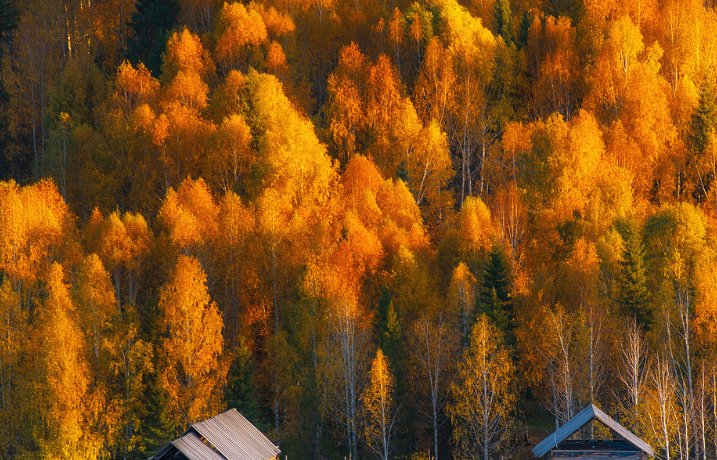 哪句古诗是描写立秋蚂蚁庄园的