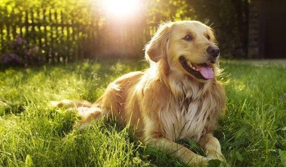 金毛犬取什么名字好听