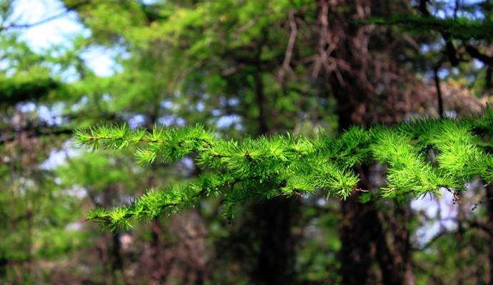 松树松树叶子像什么