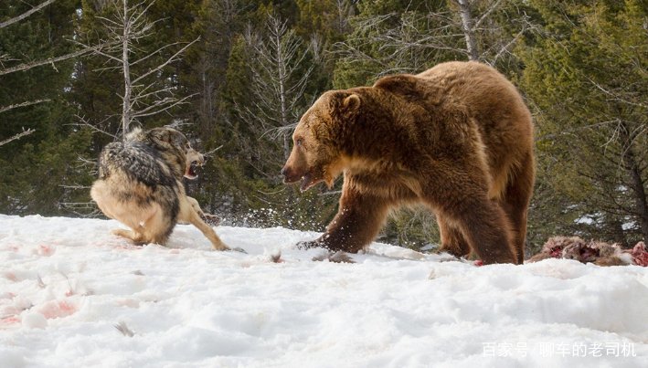 为什么狼不敢招惹老虎，却敢欺负比老虎更大的棕熊？