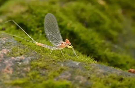 湖南益阳大桥现飞虫铺天盖地，这是什么虫子？对人体有何危害？