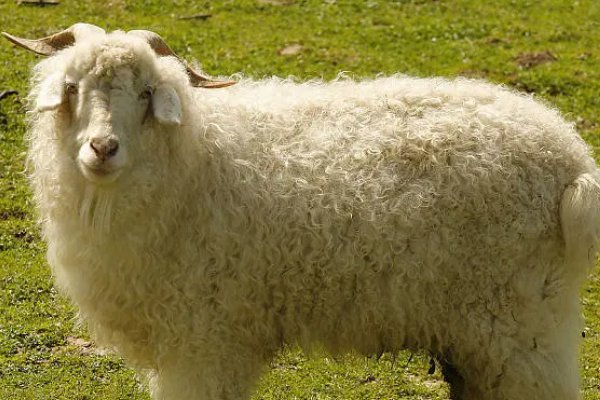 闷声不响打一生肖动物