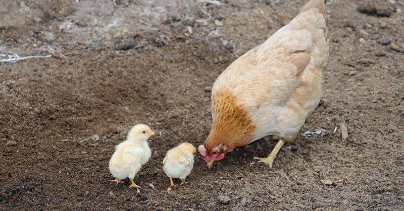 家禽刚出壳就能活动，鸟类为何需要抚育一段时间？