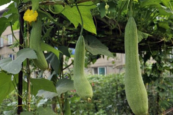丝瓜藤和肉豆须最佳立意