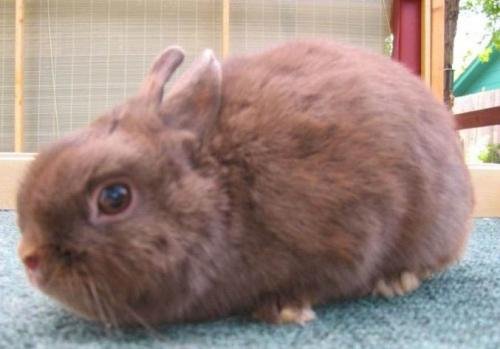 宠物店老板剪掉兔耳,这究竟是怎么回事?