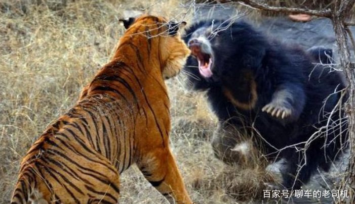 为什么狼不敢招惹老虎，却敢欺负比老虎更大的棕熊？
