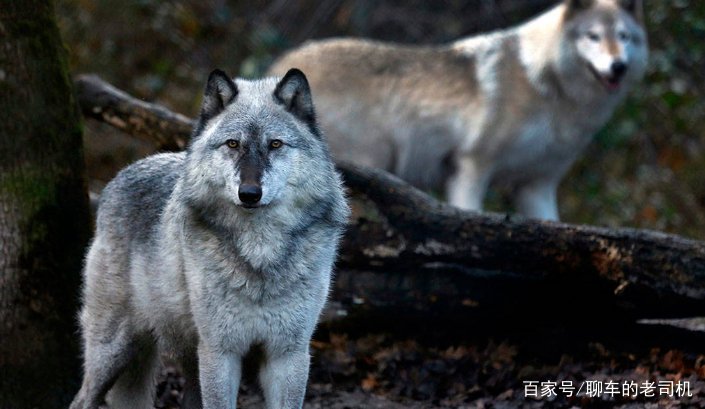 为什么狼不敢招惹老虎，却敢欺负比老虎更大的棕熊？