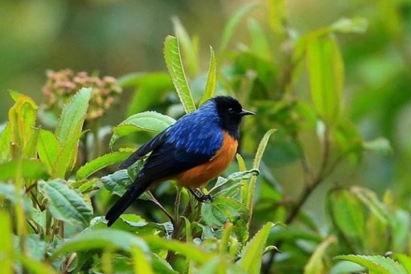 蓝背是种什么鸟？