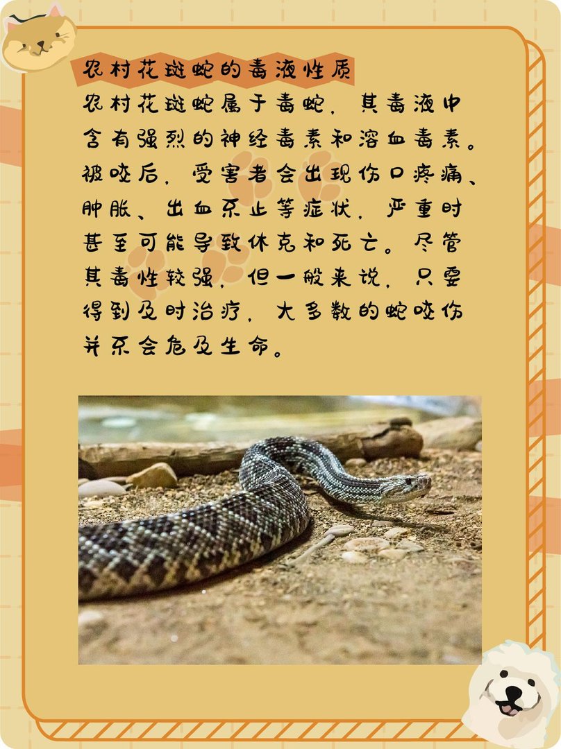 农村花斑蛇有毒吗？