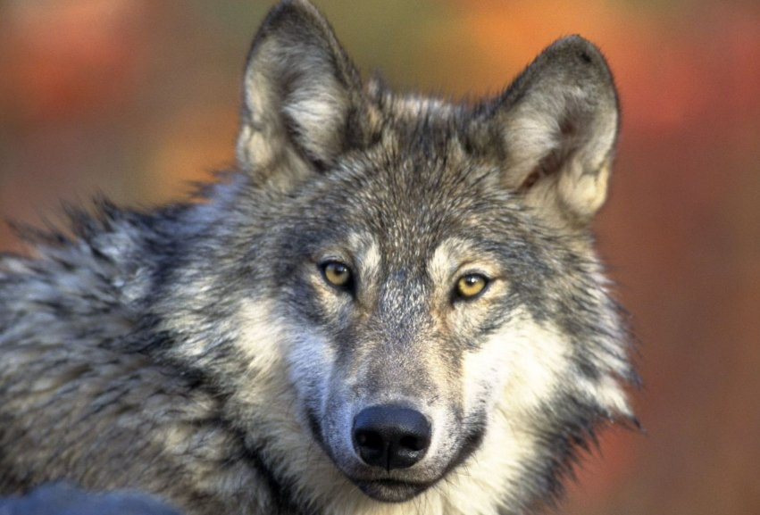 十大最强狼王排名