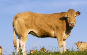 海南东方30多头牛被雷击中毙命,这起事故造成了多大的损失?