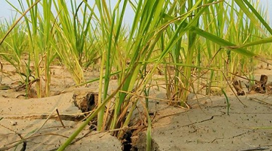 湖南97个县市区“特旱”,该地区人口和农作物因旱用水问题该如何解决?