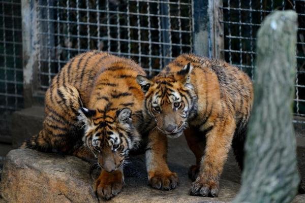 山东野生动物园的玻璃，被老虎拍碎，玻璃碎裂是否与天气也有一定的关系？