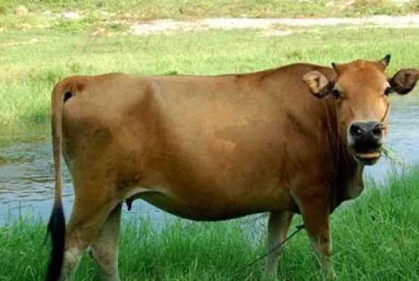 牛人、鸡人、凌人，古代这些“奇葩”的官名都是干什么的？