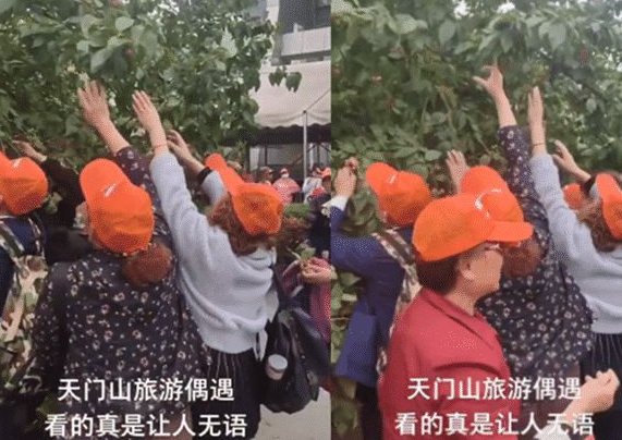 天门山景区游客暴力采摘果子，工作人员如何回应？