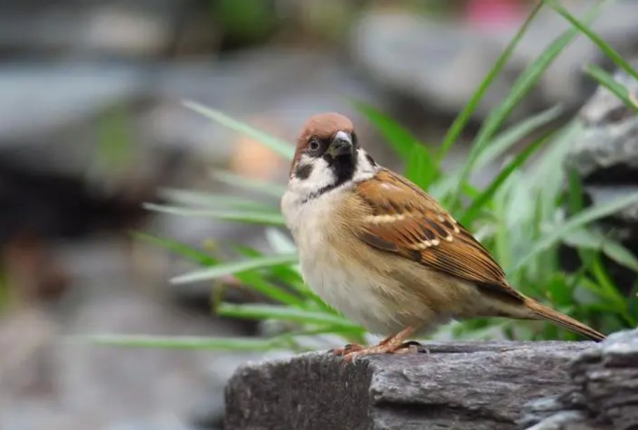 公秋和母秋的区别