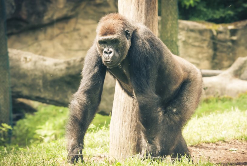 摇首顿足是指什么动物