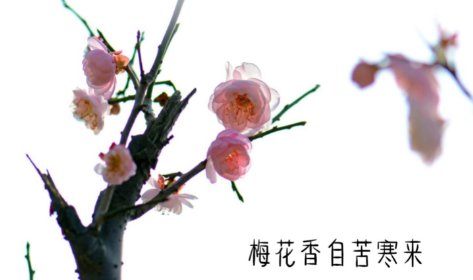 梅花香自苦寒来是谁说的？