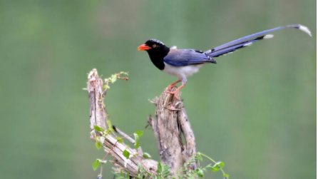 蓝桉已遇释怀鸟,下一句是什么?