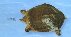 百年巨鳖夜晚上岸被活捉，鳖的出现意味着什么？