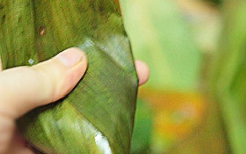 粽子蒸多久才能熟自己做的粽子要蒸多久才能熟?