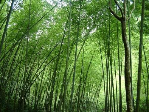 绿林是什么意思？