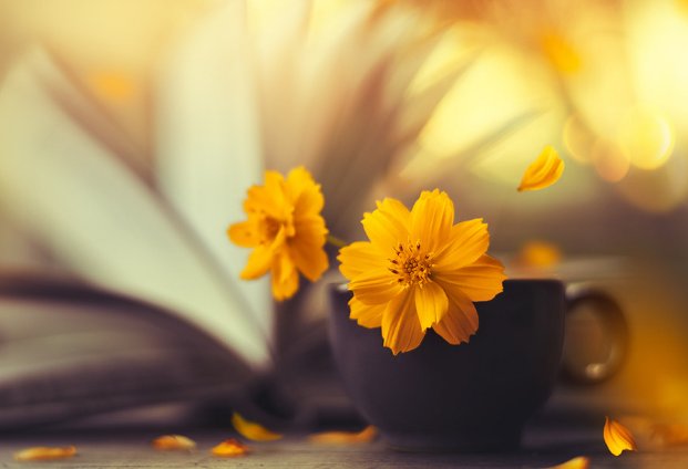 女主夏紫曦男主穆景天小说是哪本？